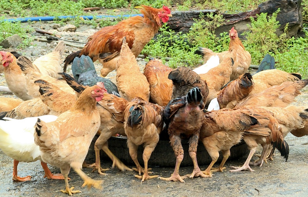 9 Giống gà đặc sản tại Việt Nam nhất định phải biết