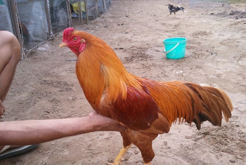 9 Giống gà đặc sản tại Việt Nam nhất định phải biết
